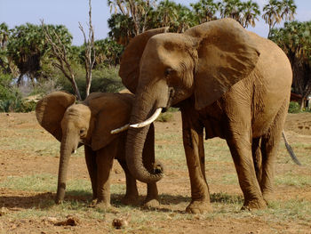 Two elephants in a kenyan reserve