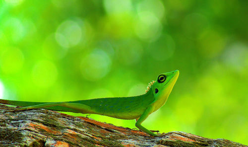 Close-up of frog on green leaf