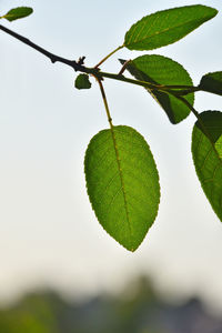 Close-up of leaves on twig