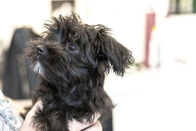Close-up of a dog looking away