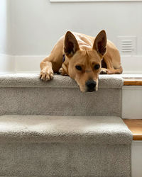 Portrait of dog resting on floor looking down stairs