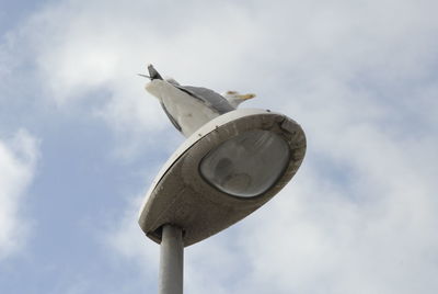 Low angle view of seagull perching on metal against sky