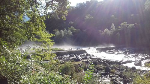 Scenic view of river amidst trees in forest