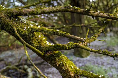 Close-up of lichen on branch