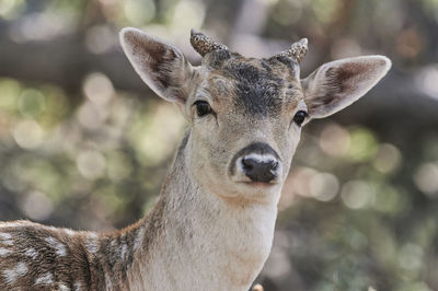 Close-up portrait of deer outdoors