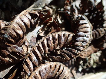 Close-up of pine cone