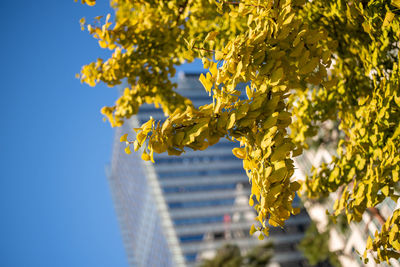 Low angle view of tree against sky