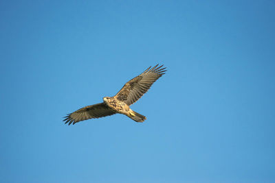 Low angle view of eagle flying against clear blue sky