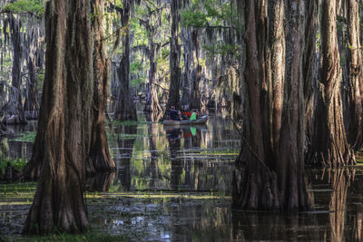 Scenic view of lake in forest