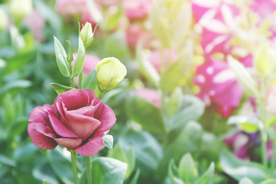 Close-up of pink flowering plant