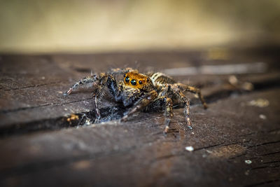 Close-up of spider on wood