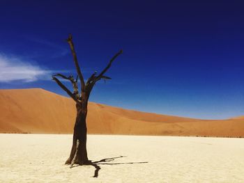 Bare tree on desert against clear blue sky