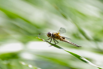 Close-up of insect on plant