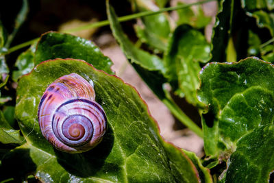 Close-up of snail on leaves