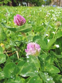 Close-up of purple flowers blooming outdoors