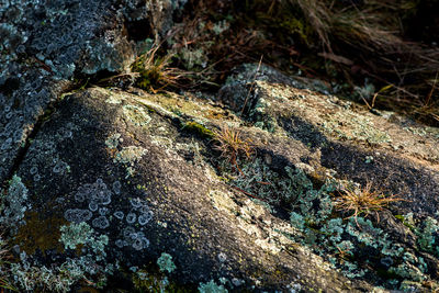 High angle view of crocodile in water