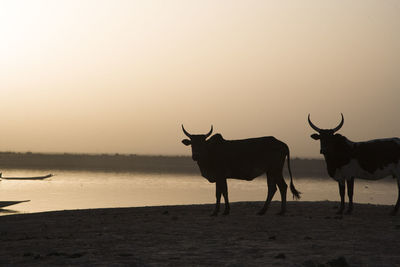 Cattle by the river niger, mali