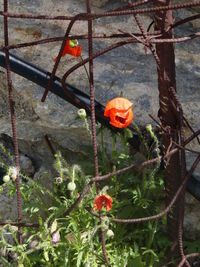 Close-up of flowers blooming outdoors