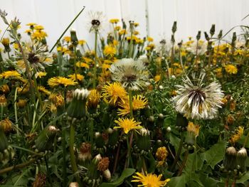 Close-up of yellow flowering plants on field