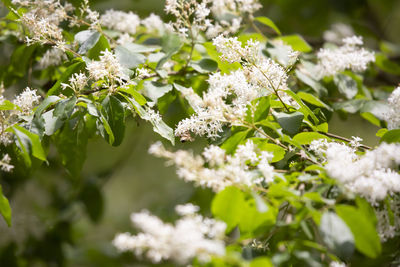 Close-up of white flowering plant