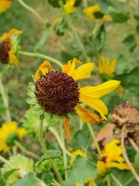 Close-up of yellow flowering plant on field