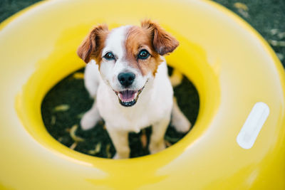 Portrait of cute jack russell dog smiling outdoors sitting on the grass in a yellow donuts, summer