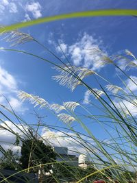 Low angle view of plants against sky