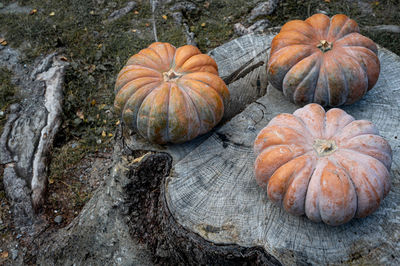 High angle view of pumpkin pumpkins on wood during autumn