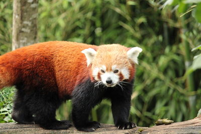 Portrait of a panda in zoo