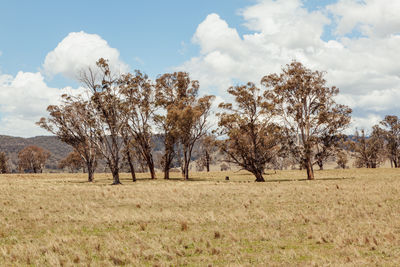 Trees on field against sky