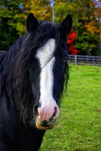 Close-up of horse on field