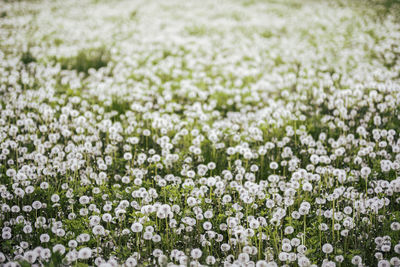 White flowering plants on field