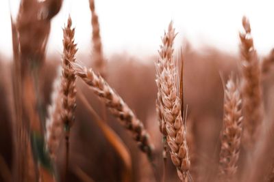 Close-up of wheat in farm