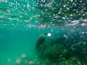 Close-up of fish swimming in sea