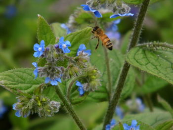 Close-up of bee on flower