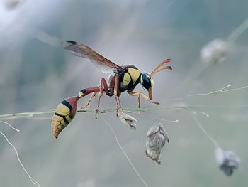 Close-up of dragonfly on plant