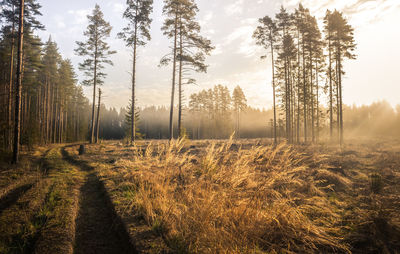 A beautiful forest road running through the springtime woodlands. beautiful spring scenery.