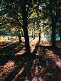 Trees in park