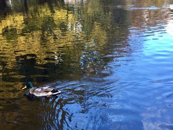 Swan floating on lake
