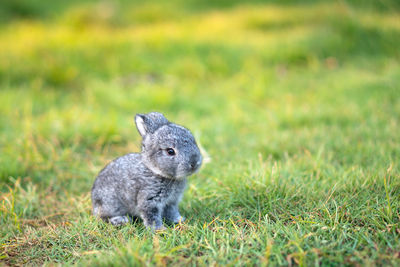 Rabbit on grassy field