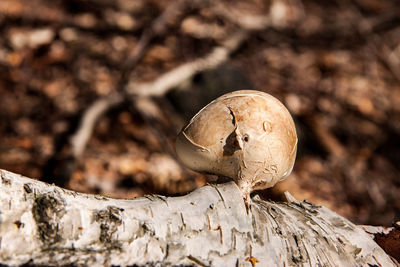 Close-up of a mushroom