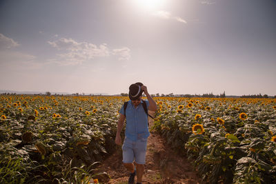 Man wearing hat walking on sunflower field
