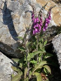 Close-up of pink flowering plant against wall