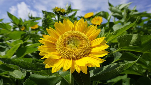 Close-up of sunflower