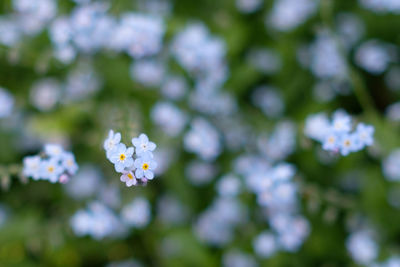 Close-up of fresh white flowers blooming in tree