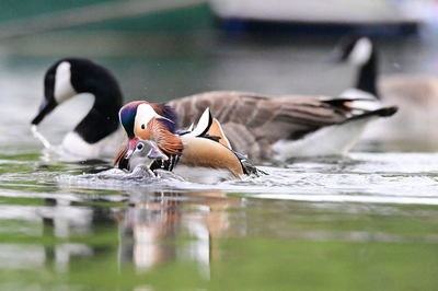 Duck swimming in lake