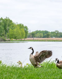 Bird in a lake