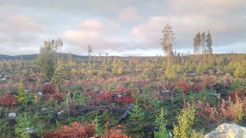 Plants growing on land against sky