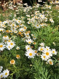 High angle view of daisies on field