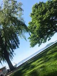 Trees against clear sky